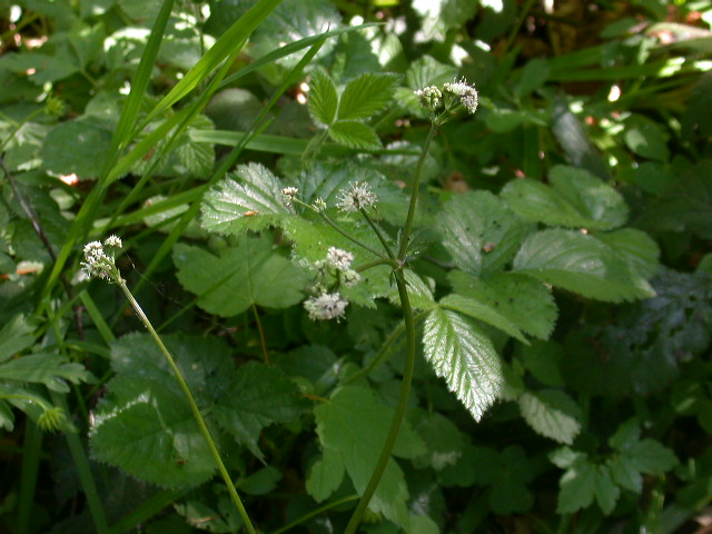 Sanicula europaea / Erba fragolina